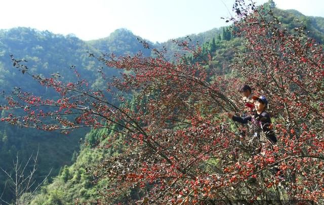 重阳节 遍插茱萸少一人图1