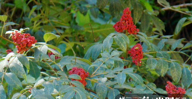 重阳节 遍插茱萸少一人图5