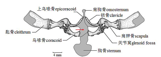 张腿的青蛙和癞蛤蟆有什么区别,青蛙和癞蛤蟆他们两个有什么区别图12