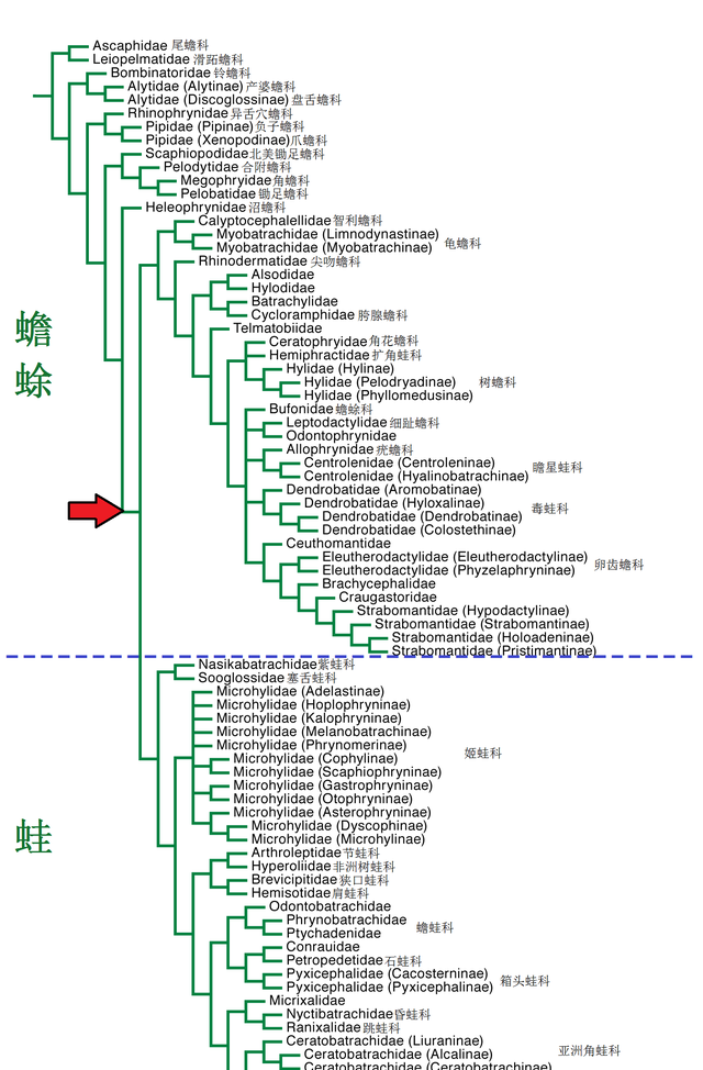 张腿的青蛙和癞蛤蟆有什么区别,青蛙和癞蛤蟆他们两个有什么区别图13