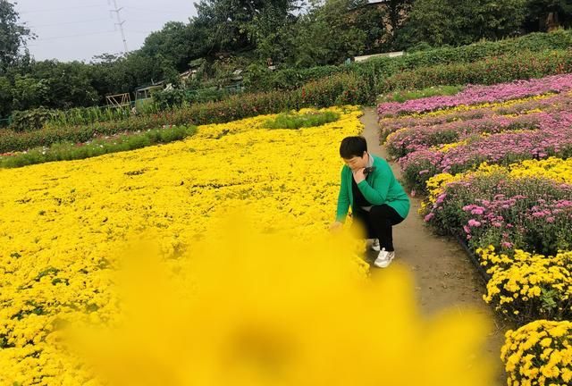 西安爱菊丝路菊花展览地址,西安七彩菊花展图1