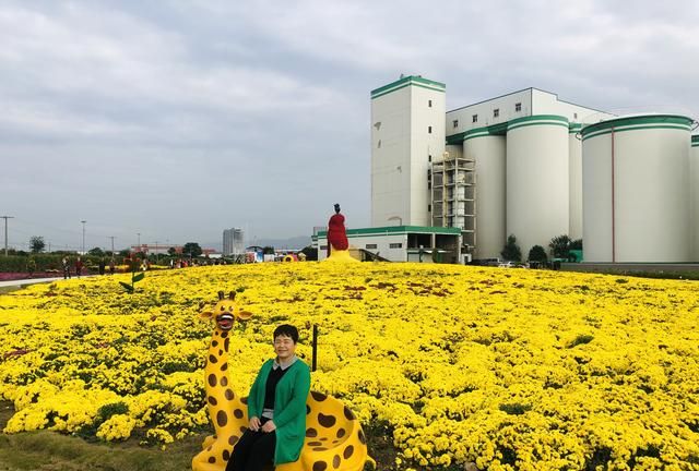 西安爱菊丝路菊花展览地址,西安七彩菊花展图2