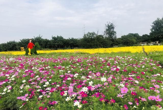 西安爱菊丝路菊花展览地址,西安七彩菊花展图6