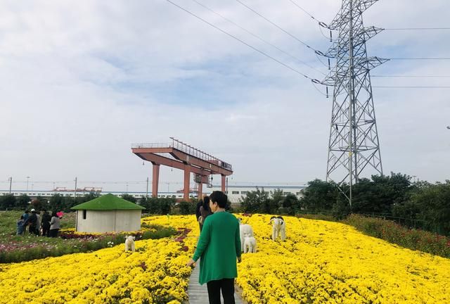 西安爱菊丝路菊花展览地址,西安七彩菊花展图7