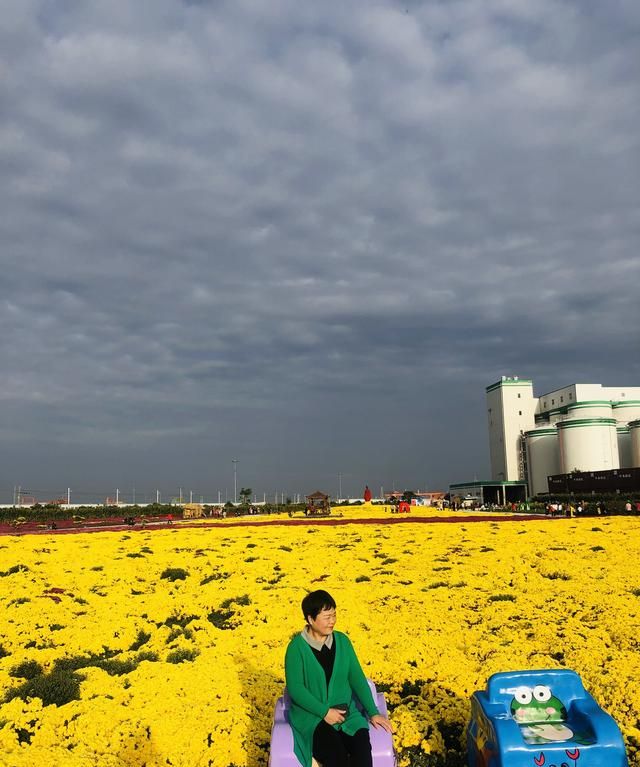 西安爱菊丝路菊花展览地址,西安七彩菊花展图11