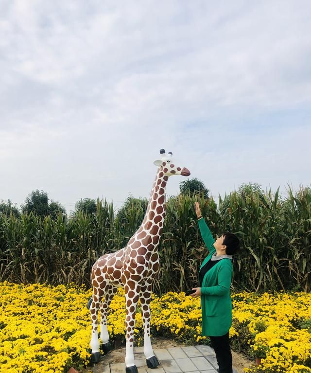 西安爱菊丝路菊花展览地址,西安七彩菊花展图13