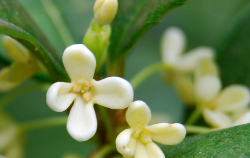 新鲜的桂花怎么处理才可以泡茶图3