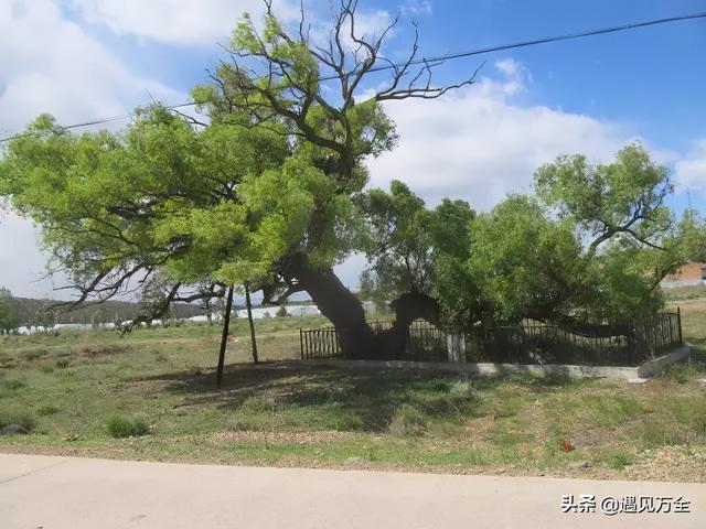 老干虬枝什么意思(老干虬枝什么意思秒懂百科)图4