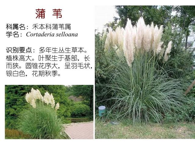 常见水生植物, 水生植物有哪些图5