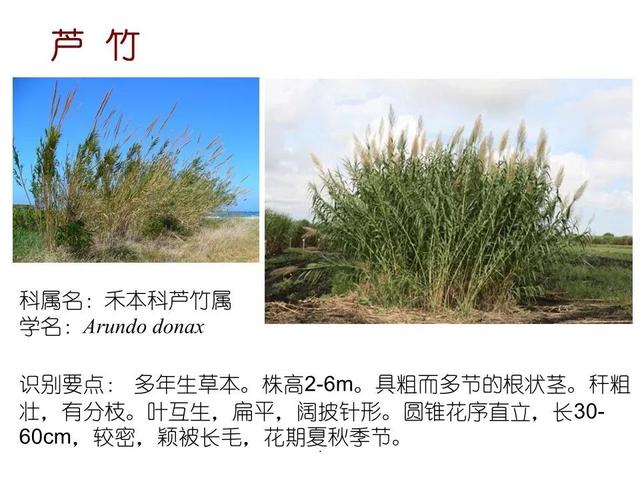 常见水生植物, 水生植物有哪些图6