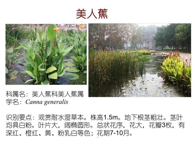 常见水生植物, 水生植物有哪些图11