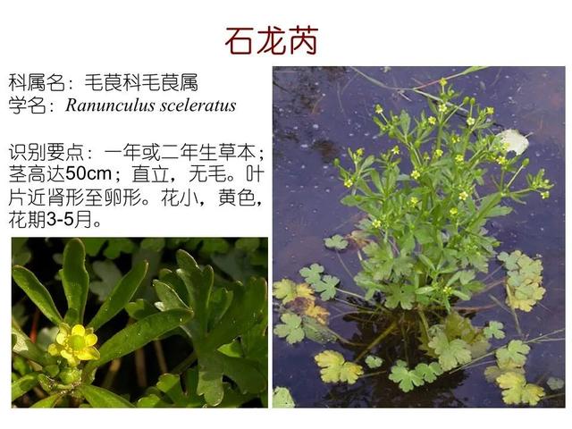 常见水生植物, 水生植物有哪些图12