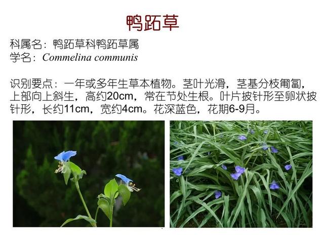 常见水生植物, 水生植物有哪些图13