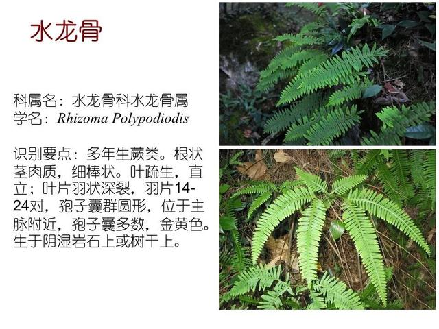 常见水生植物, 水生植物有哪些图15