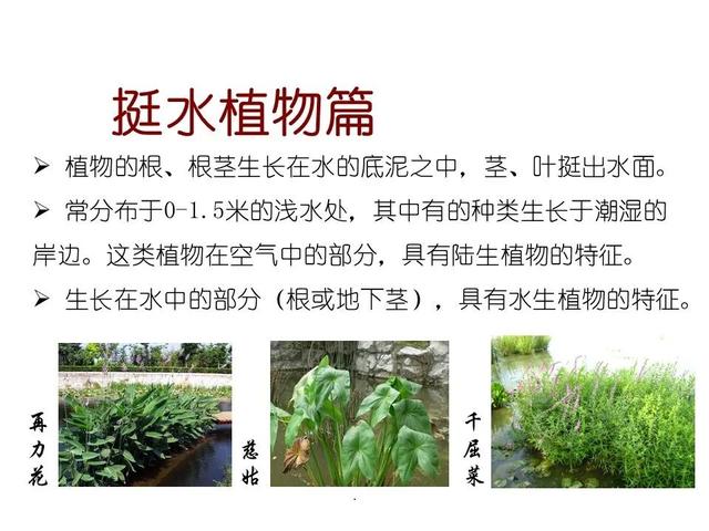 常见水生植物, 水生植物有哪些图16