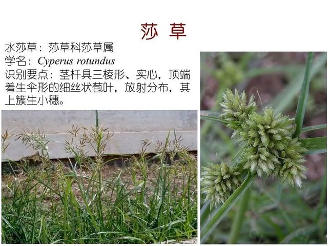 常见水生植物, 水生植物有哪些图18