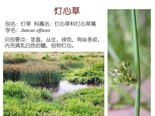 常见水生植物, 水生植物有哪些图20