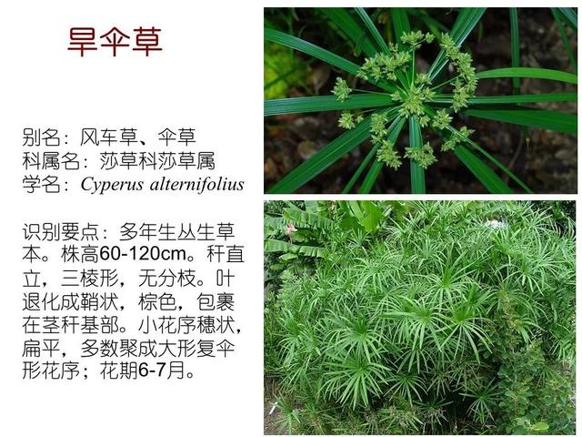 常见水生植物, 水生植物有哪些图22