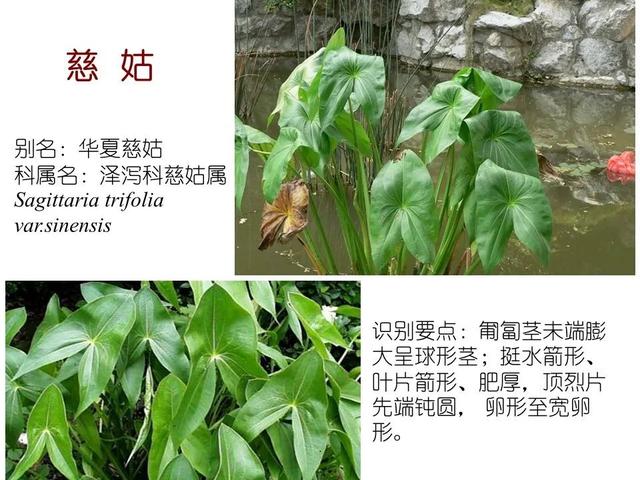 常见水生植物, 水生植物有哪些图25