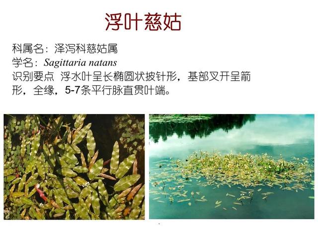 常见水生植物, 水生植物有哪些图26