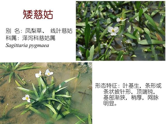 常见水生植物, 水生植物有哪些图27