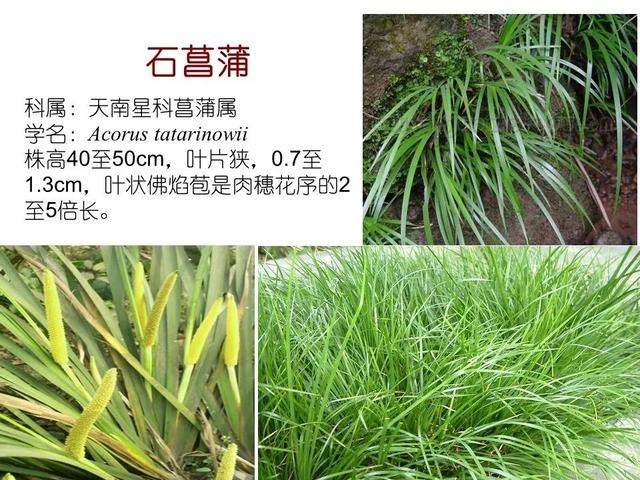 常见水生植物, 水生植物有哪些图29