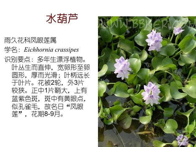 常见水生植物, 水生植物有哪些图39