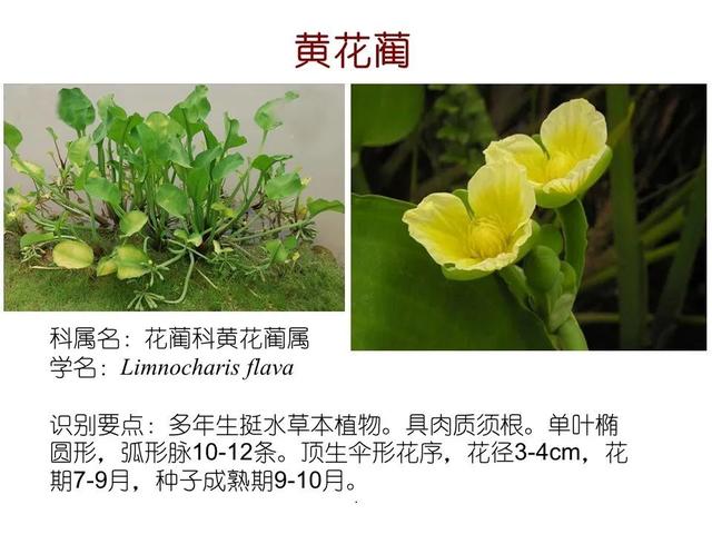 常见水生植物, 水生植物有哪些图49