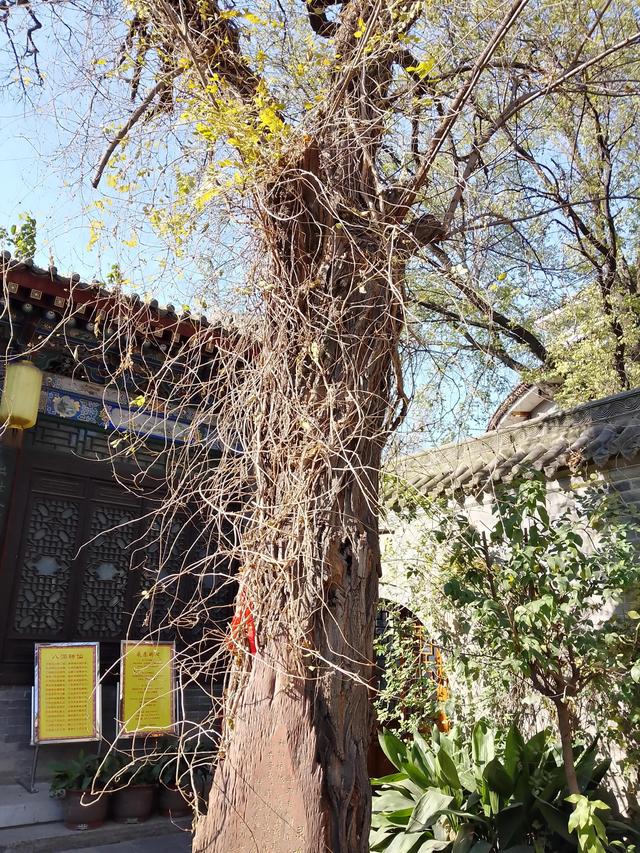 湘子庙介绍,“湘子庙街小炒泡馍”图10