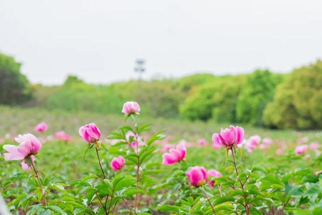 龙船节, 龙船节属于哪个民族图14