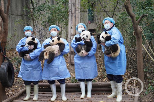 成都大熊猫基地, 成都大熊猫基地门票图3