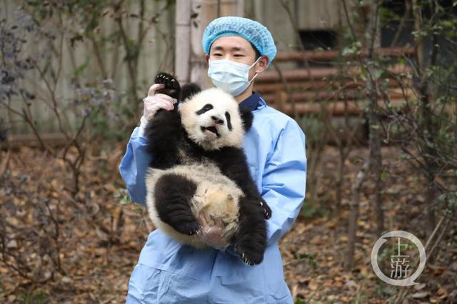 成都大熊猫基地, 成都大熊猫基地门票图4