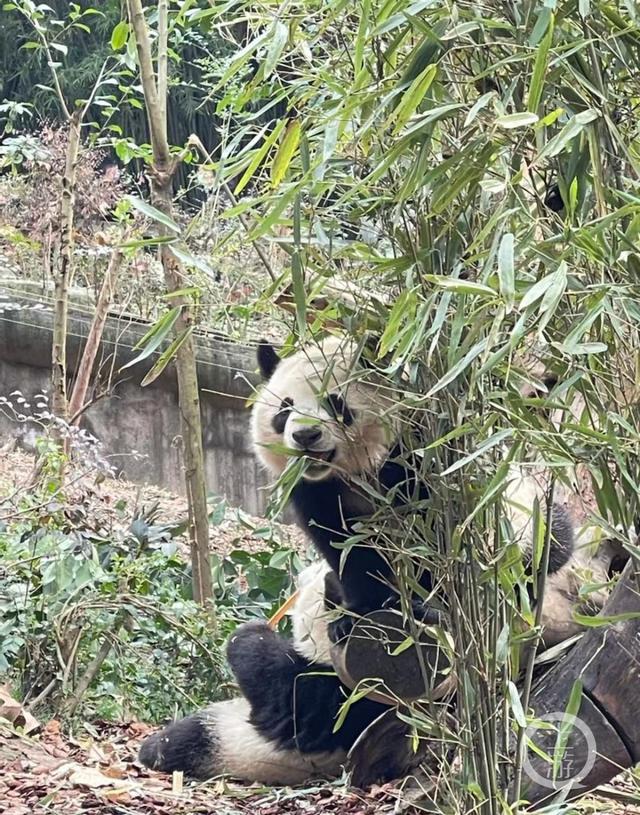 成都大熊猫基地, 成都大熊猫基地门票图5