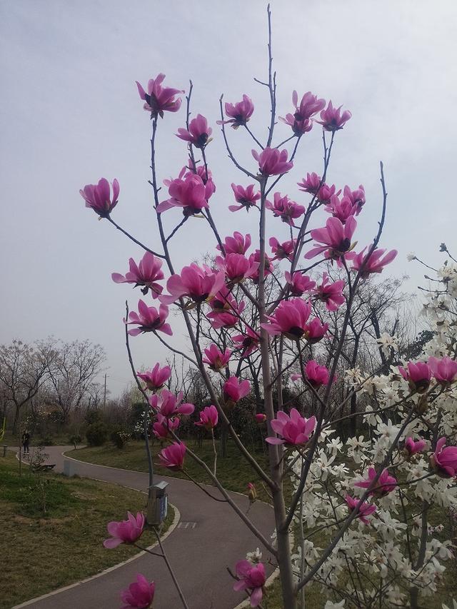 植物园游记(厦门植物园游记)图7