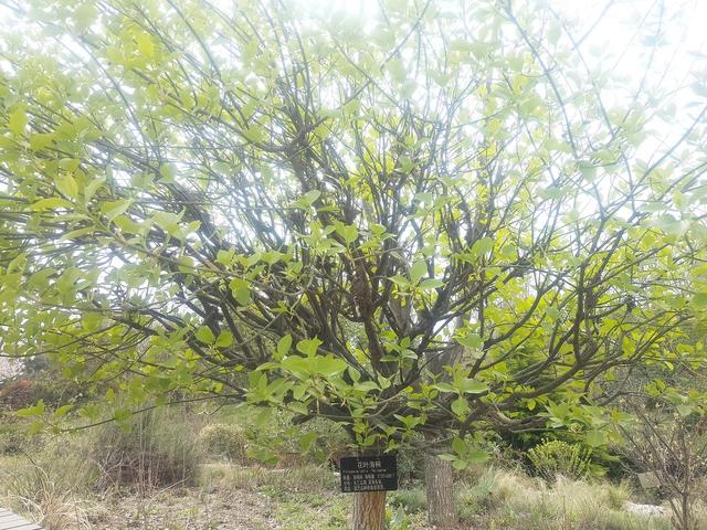 植物园游记(厦门植物园游记)图20