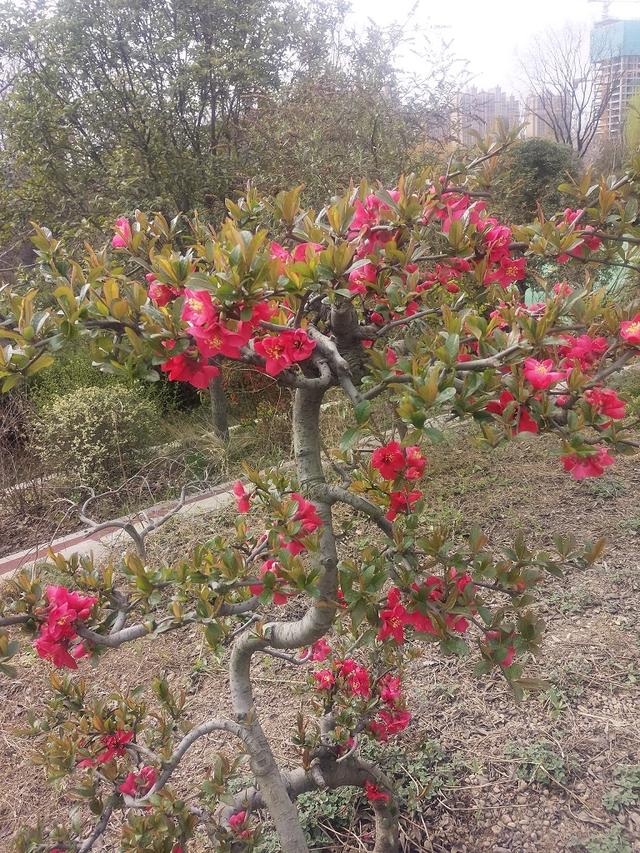 植物园游记(厦门植物园游记)图24