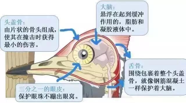 安全帽的发明, 安全帽的发明是什么动物的启发图6