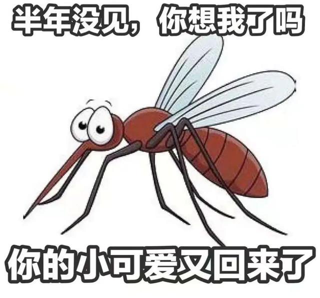 蚊子是怎么来的？ 孑孓是什么图3