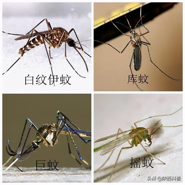 蚊子是怎么来的？ 孑孓是什么图6