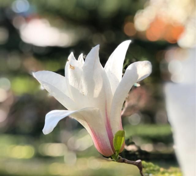 江碧鸟逾白 山青花欲燃：三月挑花似春风玉兰花开香满园图7