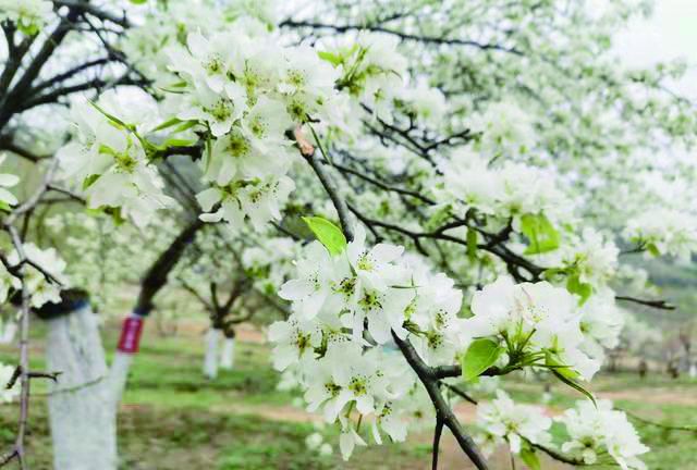 梨花节：第四届“梨花节”即将开幕图1