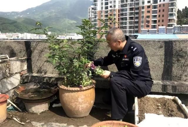 保康警方铲除毒品原植物罂粟 罂粟花的花语是什么图6