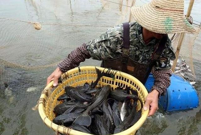 清道夫鱼能吃吗，能吃垃圾的清道夫鱼，为何不受欢迎了，渔民：它们太能吃了，垃圾鱼清道夫鱼可以吃吗图1