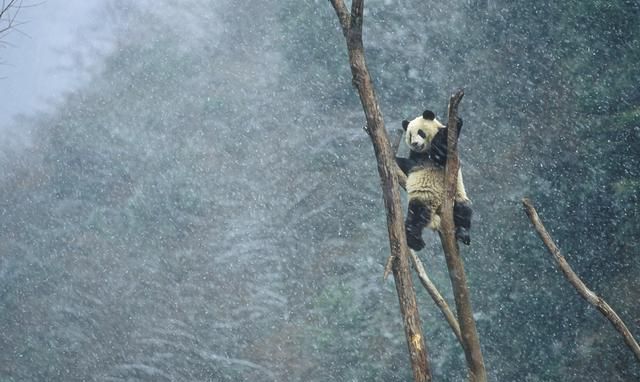 卧龙国家自然保护区英语，卧龙国家级自然保护区保护与发展图7