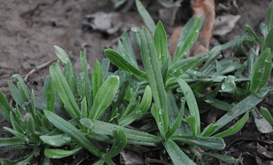 面条菜，酷似面条，人称“面条菜”，蛋白质含量高，你是否吃过它？，面条菜的蛋白质含量多少图3