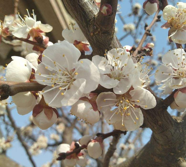 三月是什么花，12个月有12种代表花，你出生的月份是什么花？，七月二十七日出生的生辰花是什么图3