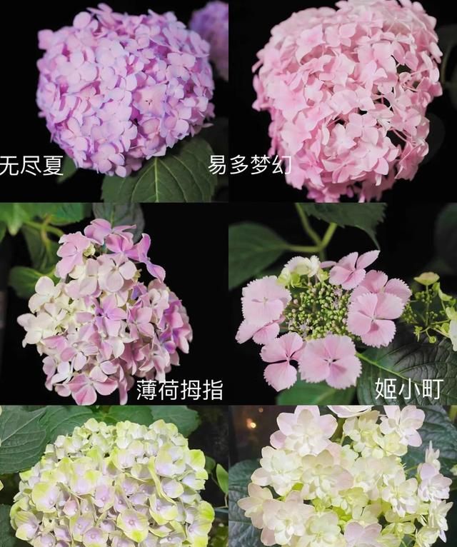 爆米花绣球花新枝开花图88